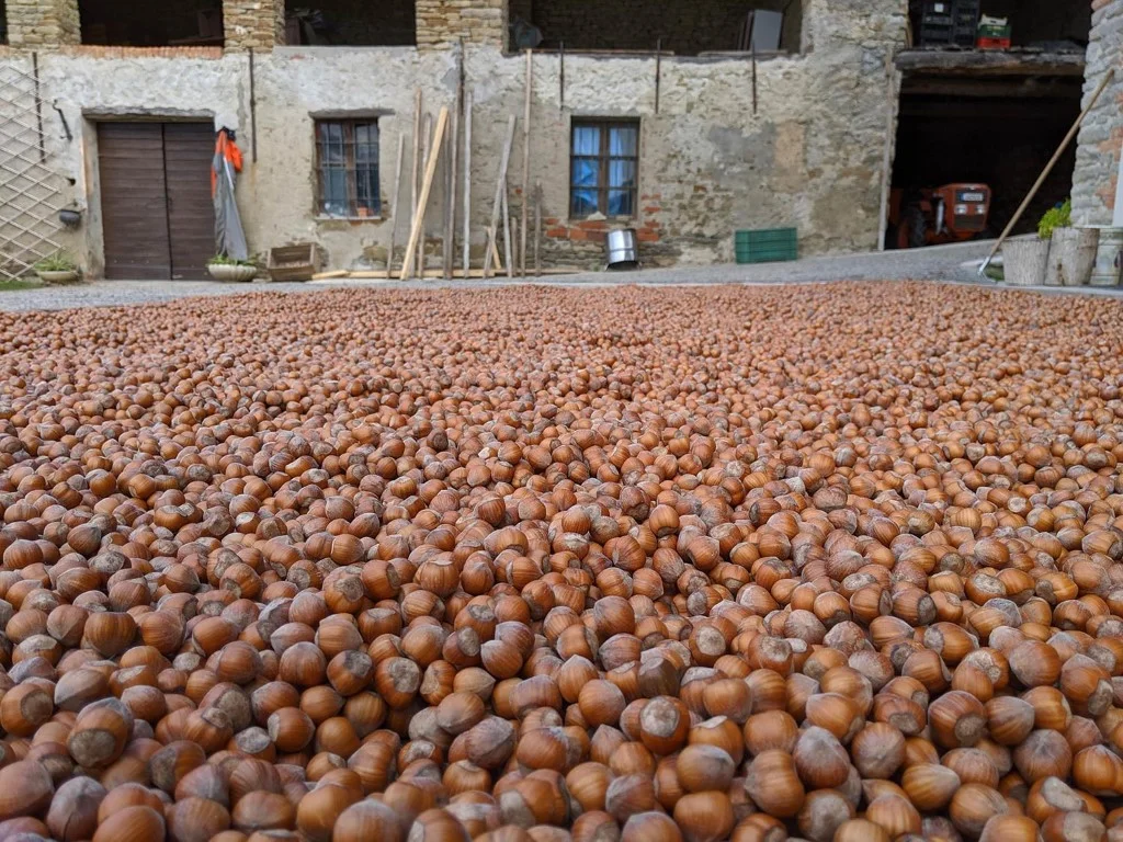 Nocciole distese nel cortile ad asciugare al sole