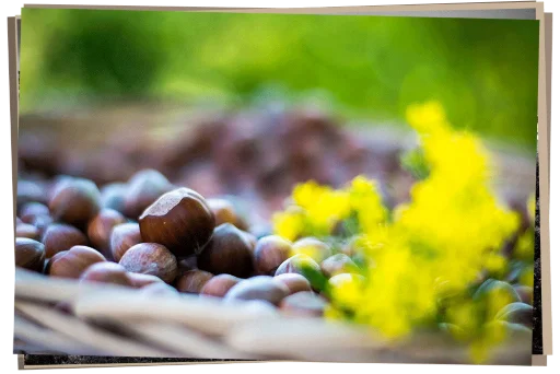 Haselnuss in einem Weidenkorb mit gelben Blumen, Ikone